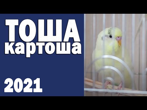 Видео: 🌞 Волшебное пение волнистого попугая Тоши 👍 #ТОШАКАРТОША 6🐦