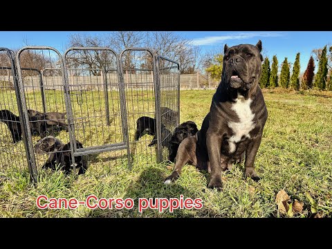 Видео: Cane Corso — огляд щенят і дорослих собак | Племінні чистокровні Cane Corso з документами 