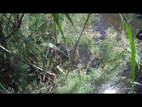 Видео: рыбалка рогаткой  амур