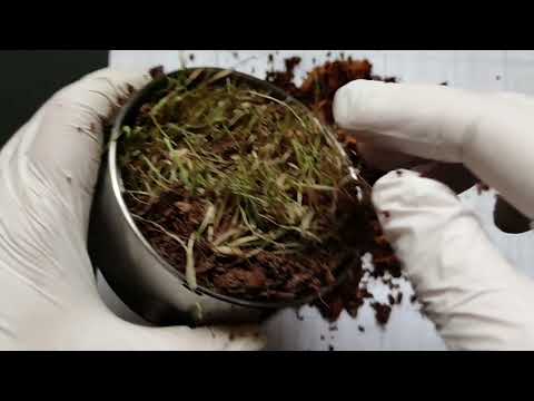 Видео: 03 Компостный червь в квартире. Первое кормление денры и калифорнийца пищевыми отходами.