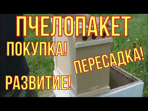 Видео: Пересадка и развитие пчелопакета