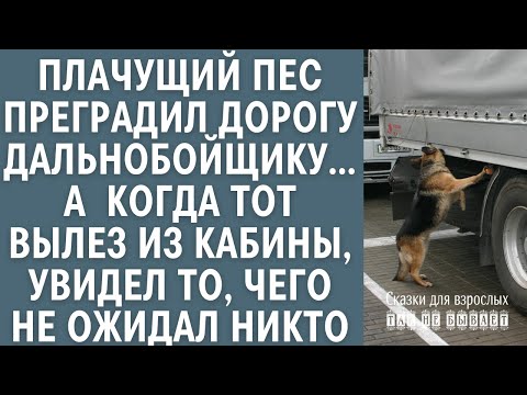 Видео: Плачущий пес преградил дорогу дальнобойщику… Едва он вылез из кабины, увидел то чего никто не ожидал