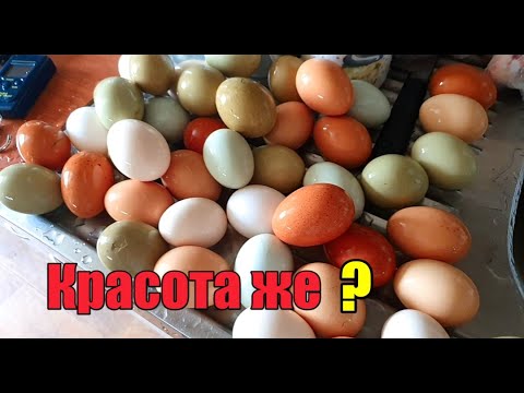 Видео: Оплод проверили》Готовлю вкуснышки》Чем торгую