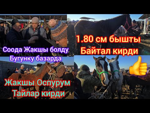 Видео: Жылкы Базар Жалал-Абад
