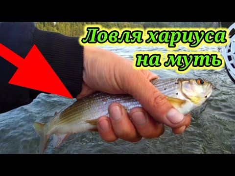 Видео: Ловля Хариуса на Муть ☝. Рыбалка на реке Бия.