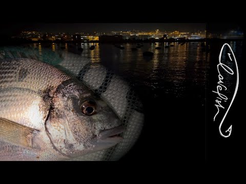 Видео: Ночная рыбалка с друзьями: дорада и мидии!