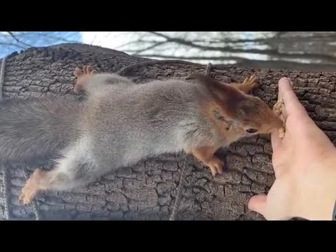 Видео: Белка—телеутка в Нескучном саду OM NOM NOM NOM