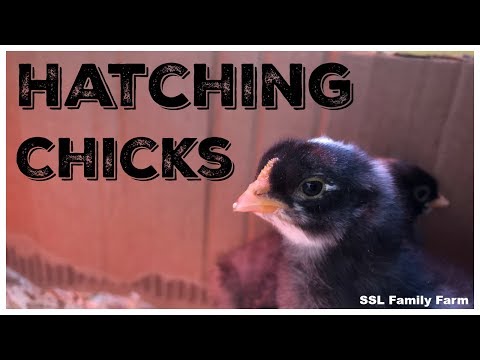 Видео: Разведение кур — создание устойчивого стада