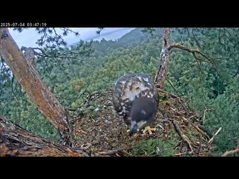 Видео: 4.07.2025 Камычи. На худой конец и старая заначка подходит на завтрак.