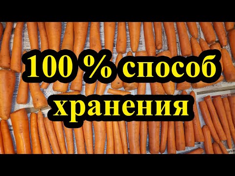 Видео: Хранение моркови - самый простой и лучший способ! Как сохранить морковь зимой!