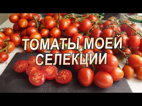 Видео: ТОМАТЫ МОЕЙ СЕЛЕКЦИИ И НОВИНКИ СЕЗОНА!