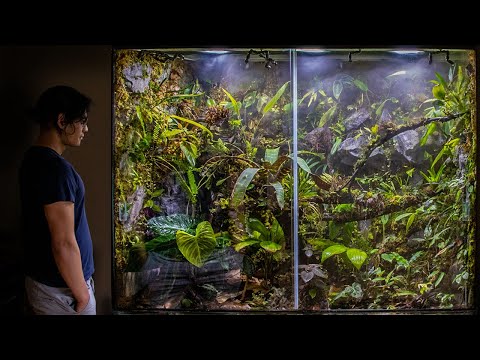 Видео: 300-ГАЛЛОННЫЙ ТРОПИЧЕСКИЙ ЛЕСНОЙ ВИВАРИЙ!!