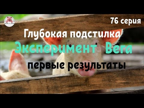 Видео: Миллион на свиньях.Глубокая подстилка для свиней . Эксперимент Вега первые результаты.