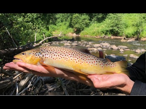 Видео: ШОК!!! Дикая ФОРЕЛЬ повсюду! РЫБАЛКА на СПИННИНГ.