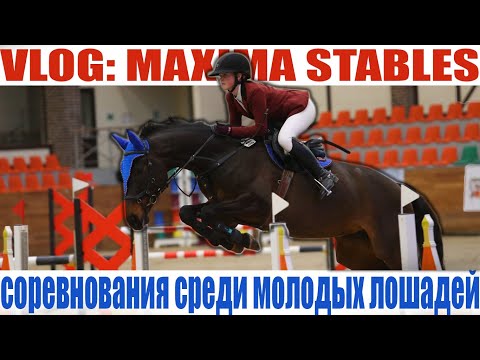 Видео: VLOG: Соревнования среди молодых лошадей/MAXIMA STABLES