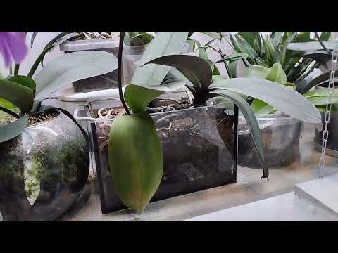 Видео: Новая Камбрия. # орхидеи #камбрия#мой зимний сад.