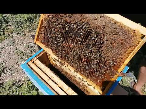 Видео: Самый крайний случай Как найти матку в улье.