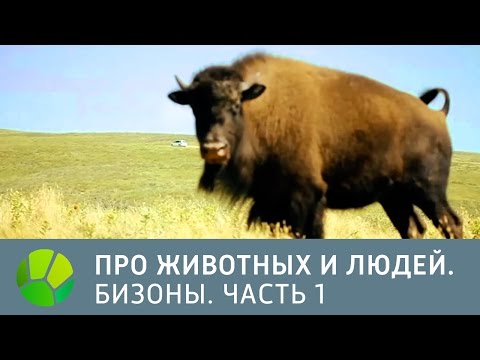 Видео: США. Бизоны. Часть 1 - Про животных и людей | Живая Планета