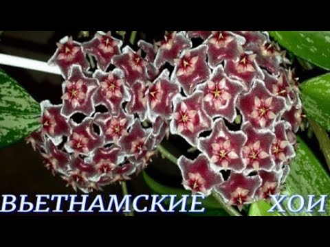 Видео: №956/ БЫСТРАЯ пересадка двух ВЬЕТНАМСКИХ Хой