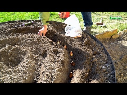 Видео: Правильная посадка тюльпанов осенью. Желтые тюльпаны. Делаем клумбу