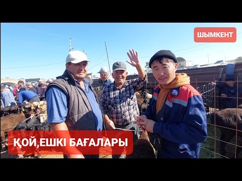 Видео: ҚОЙ,ЕШКІ БАҒАЛАРЫ