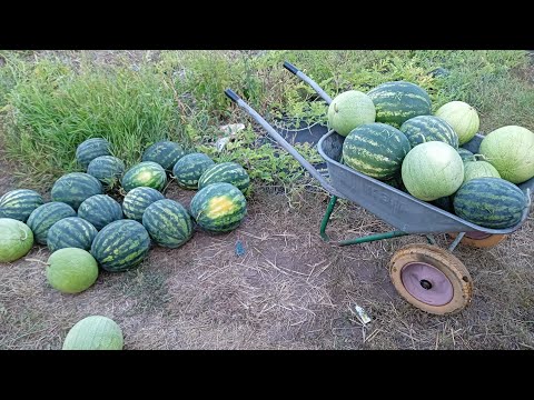 Видео: выращивание арбуза от а до Я