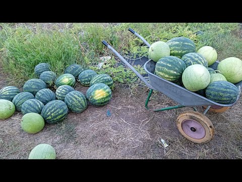 Видео: выращивание арбуза от а до Я