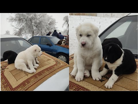 Видео: Alabay Alabai Алабай va bo'ribosar itlari