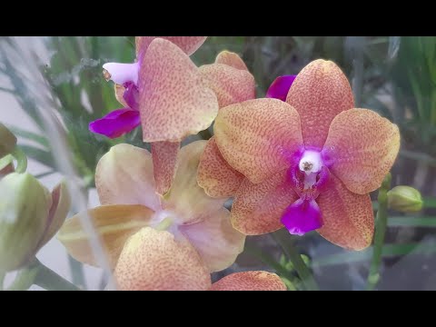 Видео: Бронзовый Будда, Дасти Бэлль и др. орхидейные ,,вкусняшки'' в с. ц.Агро-опт. г. Махачкала.