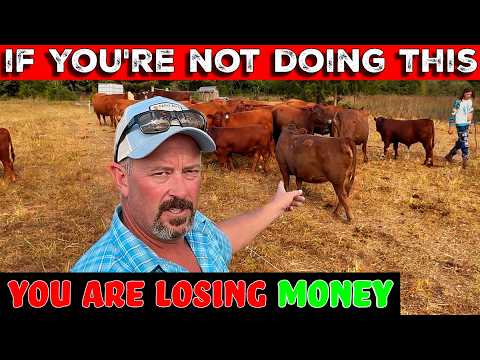 Видео: Как мы экономим ДЕНЬГИ во время засухи / Советы по содержанию крупного рогатого скота для сокраще...