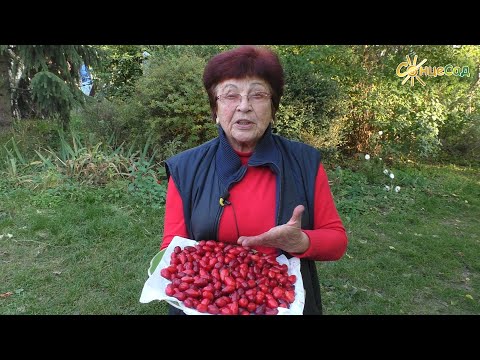 Видео: Кизил. Переваги органічного вирощування 🔴🌿