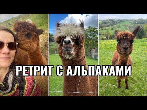 Видео: Процессы• Готовые Работы• Идеи• РЕТРИТ С АЛЬПАКАМИ