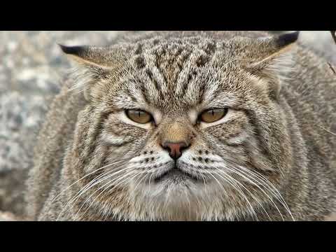 Видео: РЕДКИЕ ЖИВОТНЫЕ КАЗАХСТАНА #factsaboutanimals #фактыоживотных #редкиеживотные #rareanimal