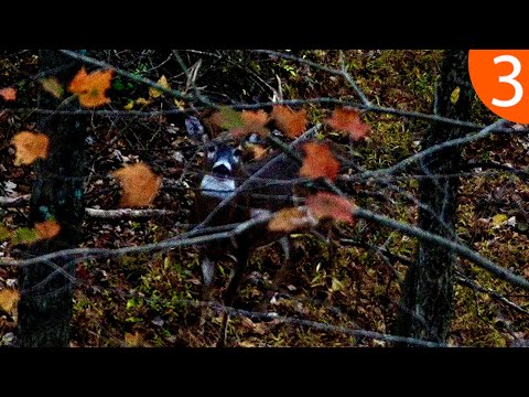 Видео: Нью-Джерси 12 Пойнт | PA Bowhunter [S2EP3]