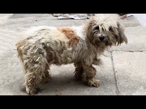 Видео: Беременная бездомная собака просит о помощи: Надеюсь, у детей будет безопасный дом