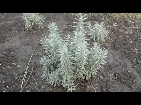 Видео: Как правильно высадить саженцы лаванды в мае