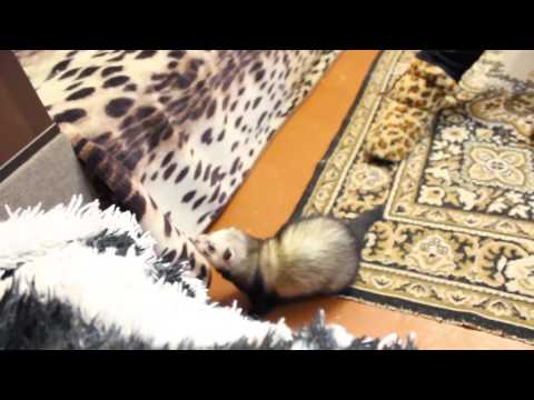 Видео: Злой хорёк Сёма Ларин)))