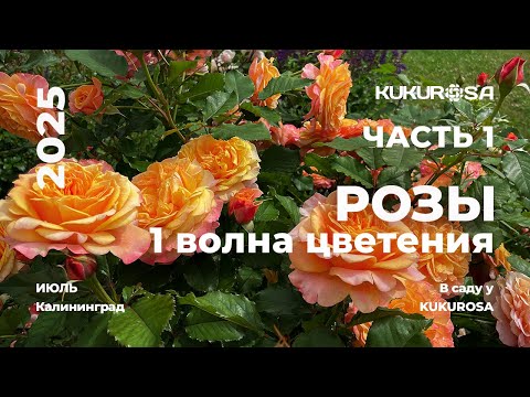 Видео: Розы первой волны цветения! Часть1 Беспроблемные  розы для Балтийского сада!🌹