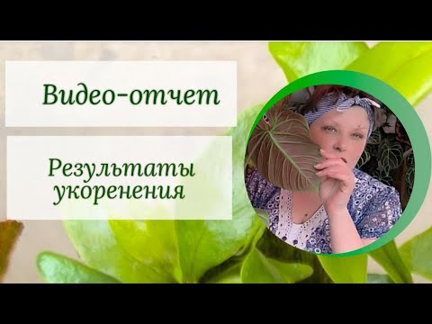Видео: Видео-отчет. Результаты укоренения.