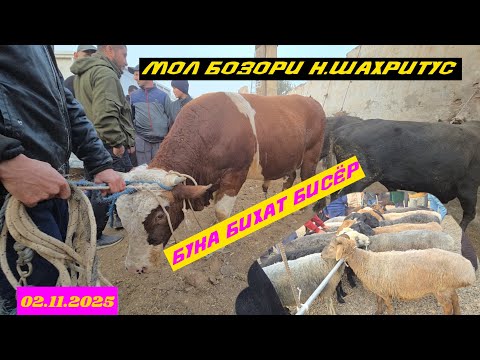 Видео: МОЛ БОЗОРИ н.ШАХРИТУС НАВОРИ ИМРУЗА 02.11.2025.