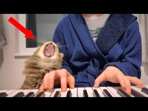 Видео: Эта милая спасательная рысь ПОЕТ каждый раз, когда я прикасаюсь к клавишам пианино.