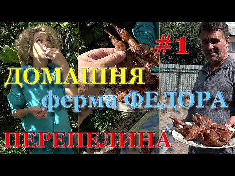 Видео: Перепелиная Ферма как заработок. Все про частный перепелиный бизнес. В гостях у Фёдора. Часть 1