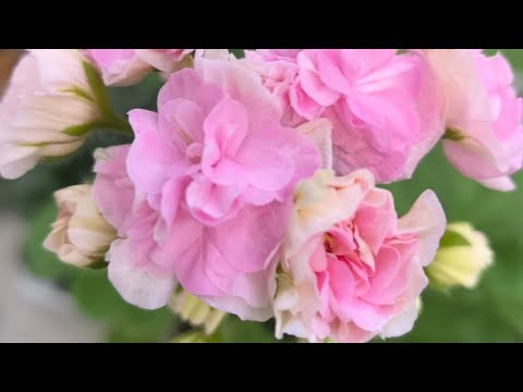 Видео: ЮВ Даная Пеларгония Герань