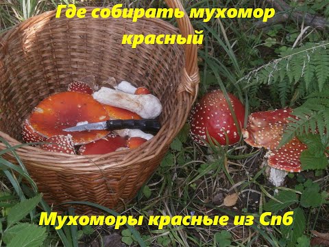 Видео: Где растут мухоморы красные в Ленинградской области - часть1 (Грибоман представляет)