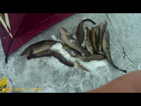 Видео: Рыбалка .Налим. Онега 16 -19  04. 22