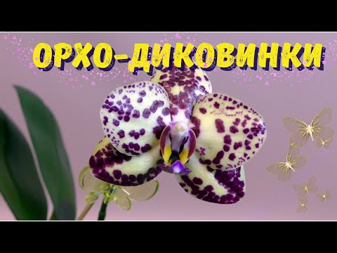 Видео: Цветут орхидейные диковинки. Весь спектр эмоций: от недоумения до восхищения