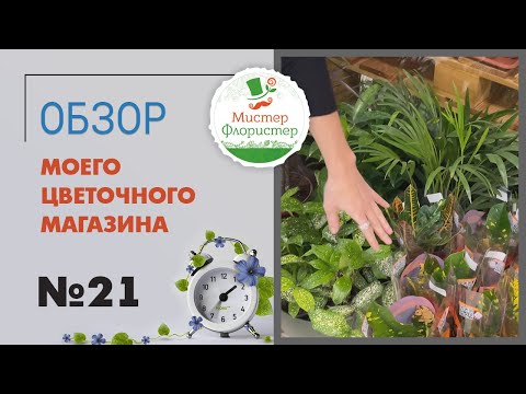 Видео: #21 Обзор новой поставки комнатных растений в мой магазин "Мистер Флористер"