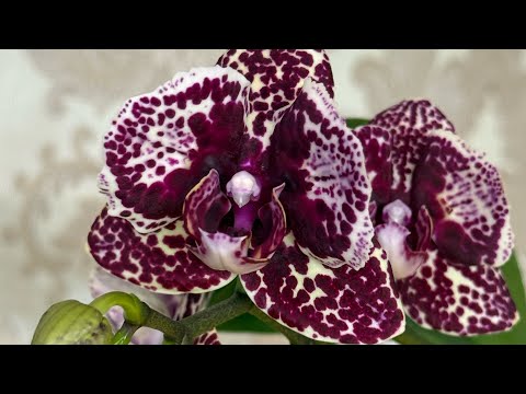 Видео: Немного моих новых роспусков орхидей бабочек и пелориков🩷 🦋 .Часть 2