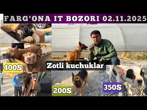 Видео: ФАРГОНА ИТ БОЗОРИ /FARGONA IT BOZORI 02.11.2025 ( ИТ БОЗОР 2025 ) ( IT BOZOR 2025 )