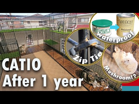 Видео: CATIO - Улучшения через 1 год